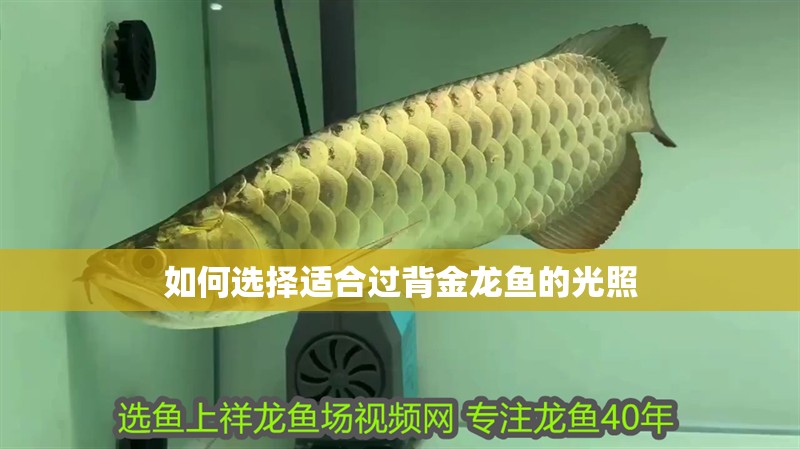 如何選擇適合過背金龍魚的光照