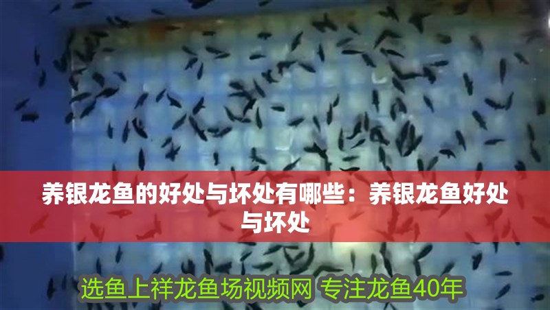 養(yǎng)銀龍魚(yú)的好處與壞處有哪些：養(yǎng)銀龍魚(yú)好處與壞處