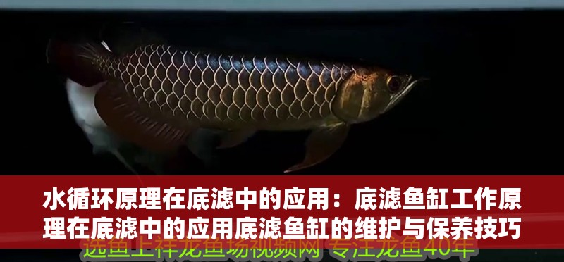 水循環原理在底濾中的應用：底濾魚缸工作原理在底濾中的應用底濾魚缸的維護與保養技巧
