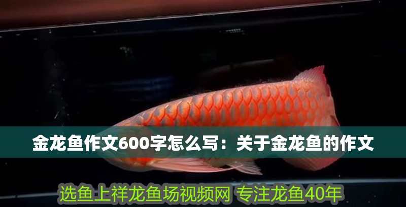 金龍魚作文600字怎么寫：關(guān)于金龍魚的作文