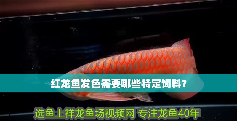 紅龍魚發(fā)色需要哪些特定飼料？ 紅龍魚發(fā)色需要哪些特定飼料？ 龍魚論壇