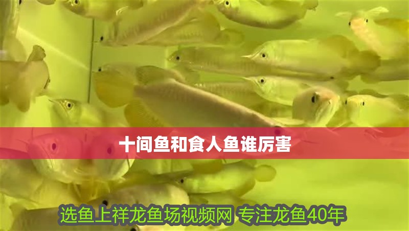 十間魚和食人魚誰厲害 十間魚和食人魚誰厲害 龍魚論壇