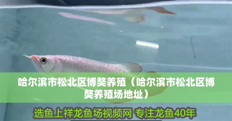 哈爾濱市<strong><mark>松北</mark></strong>區(qū)博獒養(yǎng)殖（哈爾濱市<strong><mark>松北</mark></strong>區(qū)博獒養(yǎng)殖場地址）