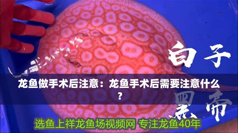龍魚做手術后注意：龍魚手術后需要注意什么？