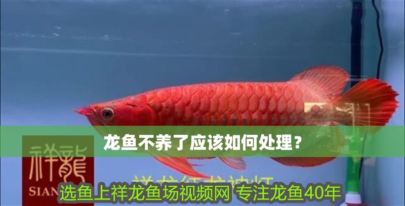 龍魚不養了應該如何處理？
