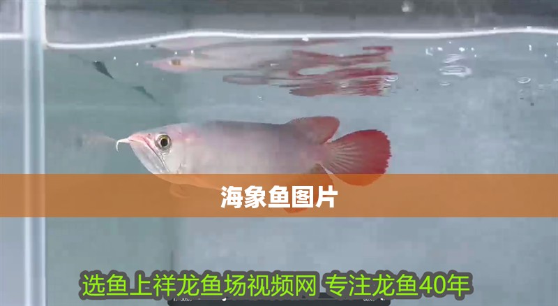 海象魚圖片