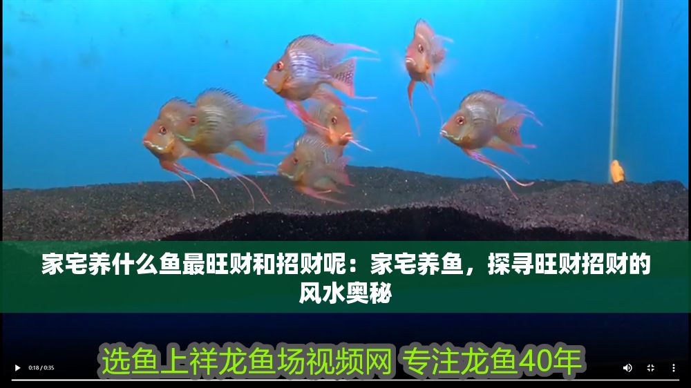 家宅養什么魚最旺財和招財呢：家宅養魚，探尋旺財招財的風水奧秘