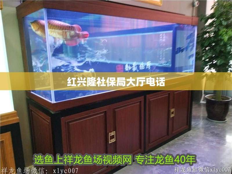 紅興隆社保局大廳電話