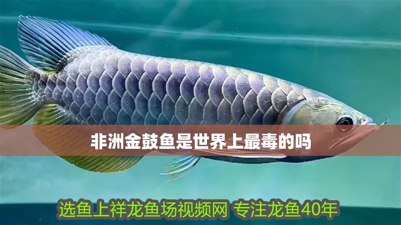 非洲金鼓魚(yú)是世界上最毒的嗎