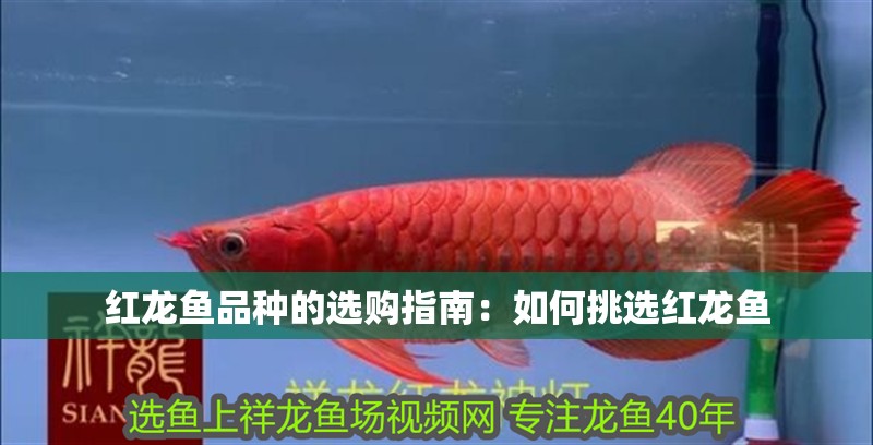 紅龍魚(yú)品種的選購(gòu)指南：如何挑選紅龍魚(yú)