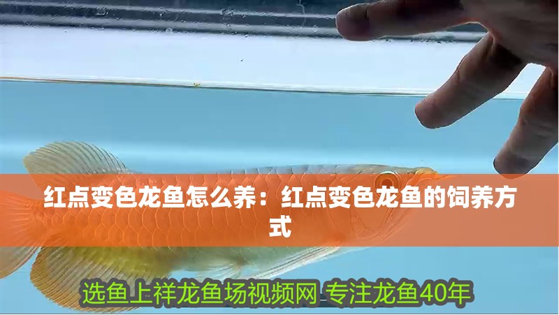 魚缸過濾器選購指南:自制魚缸過濾器魚缸上置過濾器對于養(yǎng)魚愛好者的必備知識 紅點變色龍魚怎么養(yǎng):紅點變色龍魚的飼養(yǎng)方式 龍魚百科 紅點變色龍魚怎么養(yǎng):紅點變色龍魚的飼養(yǎng)方式 紅點變色龍魚怎么養(yǎng):紅點變色龍魚的飼養(yǎng)方式 龍魚百科