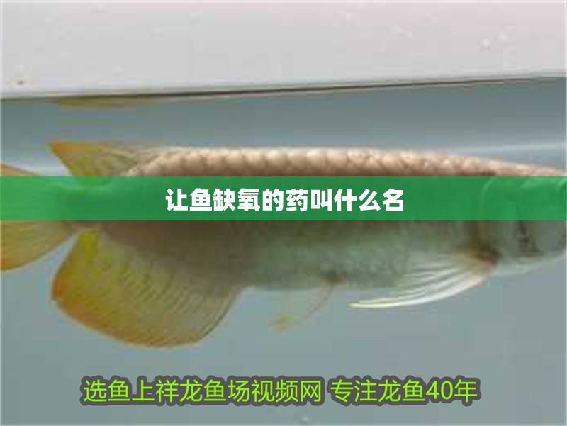 讓魚缺氧的藥叫什么名 讓魚缺氧的藥叫什么名 龍魚論壇