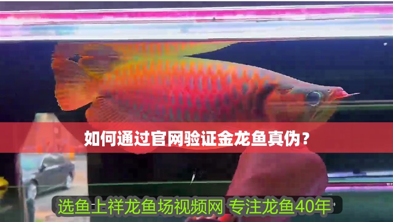 如何通過官網驗證金龍魚真偽？