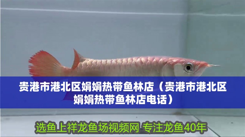 貴港市港北區娟娟熱帶魚林店（貴港市港北區娟娟熱帶魚林店電話）