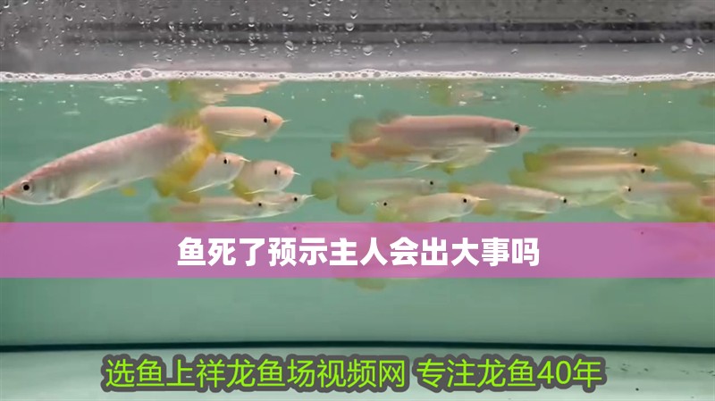 魚死了預示主人會出大事嗎