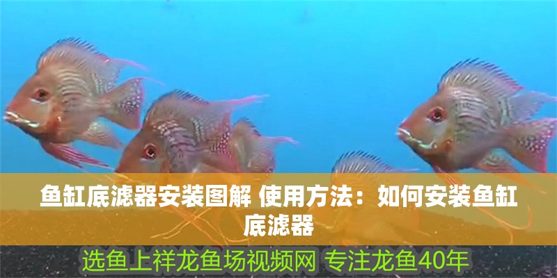 魚缸底濾器安裝圖解 使用方法：如何安裝魚缸底濾器