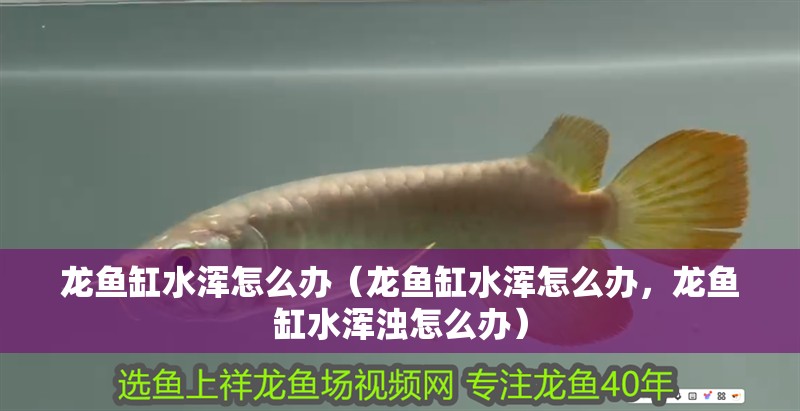 龍魚缸水渾怎么辦（龍魚缸水渾怎么辦，龍魚缸水渾濁怎么辦）
