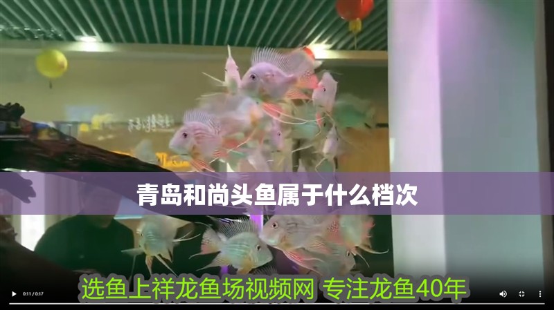 魚缸過濾器選購指南:自制魚缸過濾器魚缸上置過濾器對于養魚愛好者的必備知識 青島和尚頭魚屬于什么檔次 龍魚論壇 青島和尚頭魚屬于什么檔次 青島和尚頭魚屬于什么檔次 龍魚論壇