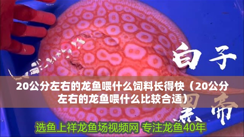 20公分左右的龍魚喂什么飼料長得快（20公分左右的龍魚喂什么比較合適）