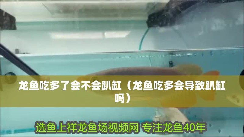 龍魚吃多了會不會趴缸（龍魚吃多會導致趴缸嗎）