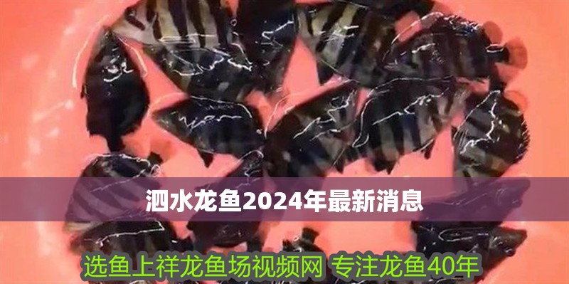 泗水龍魚2024年最新消息