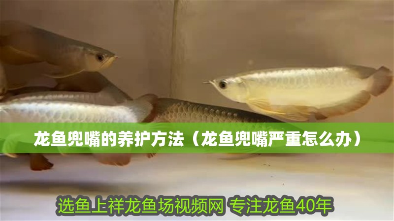 龍魚兜嘴的養護方法（龍魚兜嘴嚴重怎么辦）