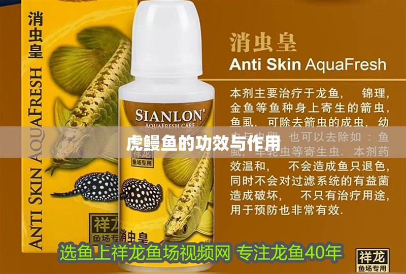 虎鰻魚的功效與作用