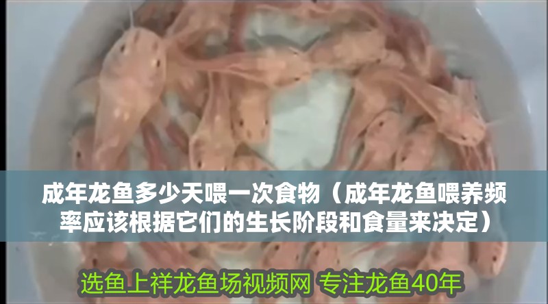 龍魚干蝦有營養嗎 成年龍魚多少天喂一次食物(成年龍魚喂養頻率應該根據它們的生長階段和食量來決定) 龍魚百科 成年龍魚多少天喂一次食物(成年龍魚喂養頻率應該根據它們的生長階段和食量來決定) 成年龍魚多少天喂一次食物(成年龍魚喂養頻率應該根據它們的生長階段和食量來決定) 龍魚百科