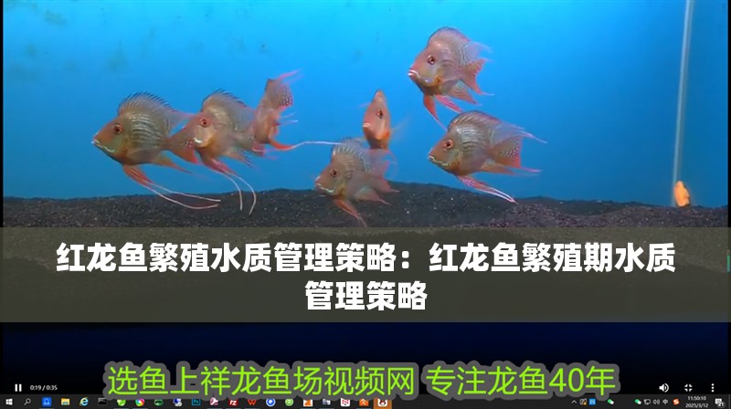 紅龍魚繁殖水質管理策略：紅龍魚繁殖期水質管理策略 紅龍魚繁殖水質管理策略：紅龍魚繁殖期水質管理策略 龍魚百科