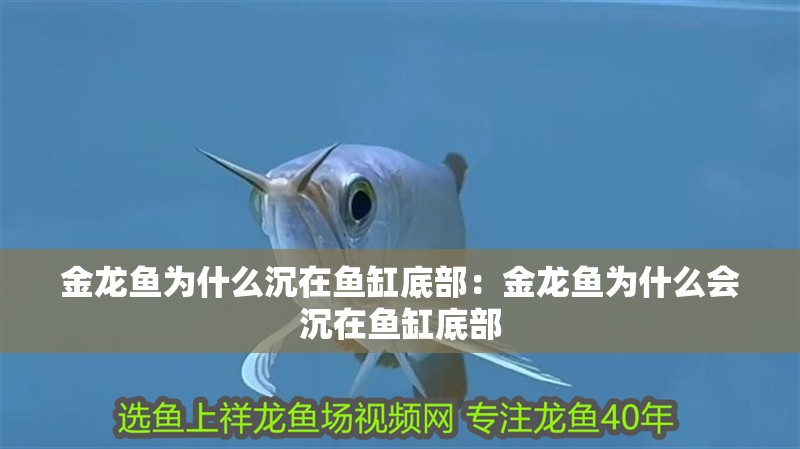 金龍魚為什么沉在魚缸底部：金龍魚為什么會沉在魚缸底部