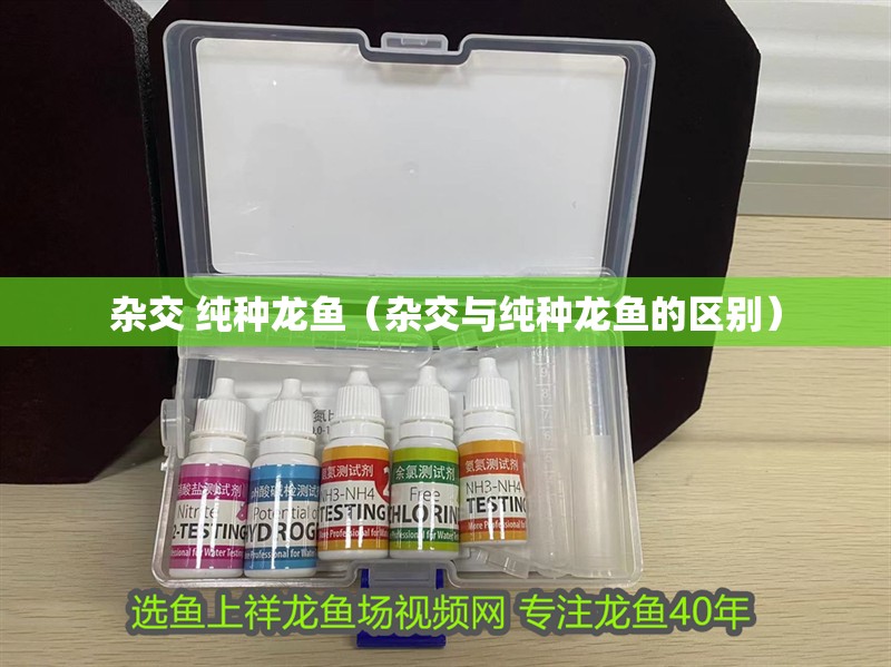 雜交 純種龍魚（雜交與純種龍魚的區別）