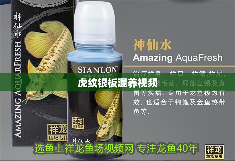 虎紋銀板混養(yǎng)視頻