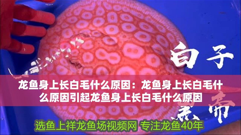 龍魚身上長白毛什么原因：龍魚身上長白毛什么原因引起龍魚身上長白毛什么原因