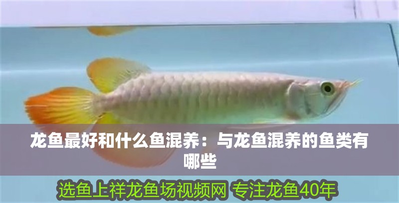 龍魚最好和什么魚混養(yǎng)：與龍魚混養(yǎng)的魚類有哪些