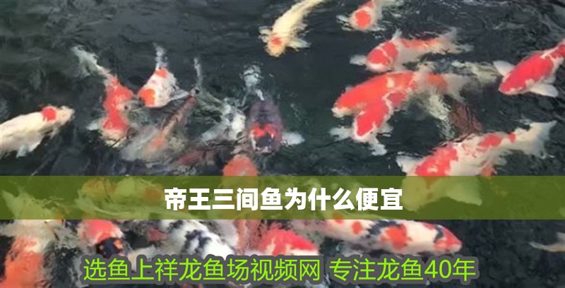 帝王三間魚為什么便宜 帝王三間魚為什么便宜 龍魚論壇