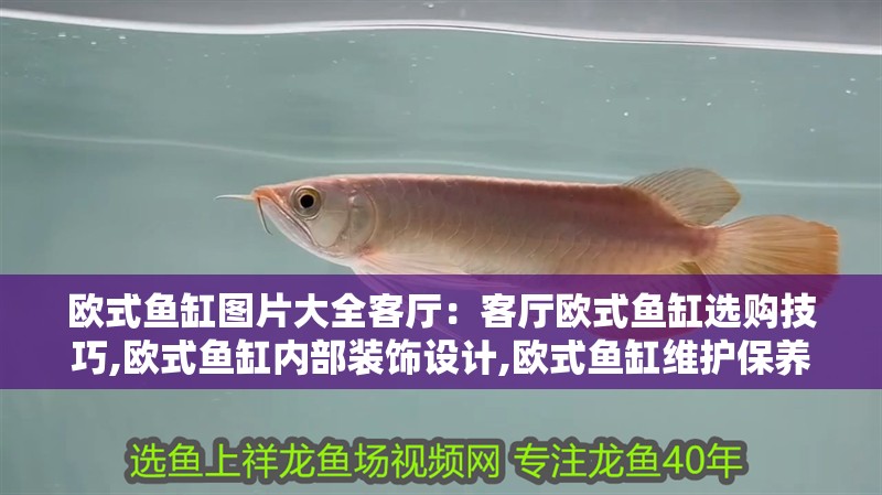 歐式魚缸圖片大全客廳：客廳歐式魚缸選購技巧,歐式魚缸內部裝飾設計,歐式魚缸維護保養方法