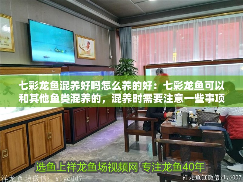 七彩龍魚混養(yǎng)好嗎怎么養(yǎng)的好：七彩龍魚可以和其他魚類混養(yǎng)的，混養(yǎng)時(shí)需要注意一些事項(xiàng)