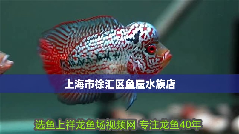 魚缸過濾器選購指南:自制魚缸過濾器魚缸上置過濾器對于養(yǎng)魚愛好者的必備知識 上海市徐匯區(qū)魚屋水族店 全國水族館企業(yè)名錄 上海市徐匯區(qū)魚屋水族店 上海市徐匯區(qū)魚屋水族店 全國水族館企業(yè)名錄