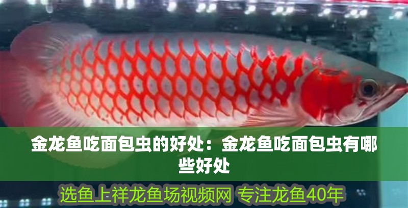 金龍魚吃面包蟲的好處：金龍魚吃面包蟲有哪些好處