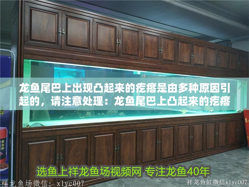 龍魚尾巴上出現凸起來的疙瘩是由多種原因引起的，請注意處理：龍魚尾巴上凸起來的疙瘩是怎么回事