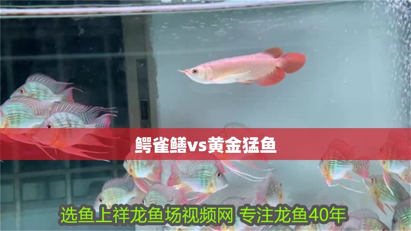 鱷雀鱔vs黃金猛魚 鱷雀鱔vs黃金猛魚 龍魚論壇