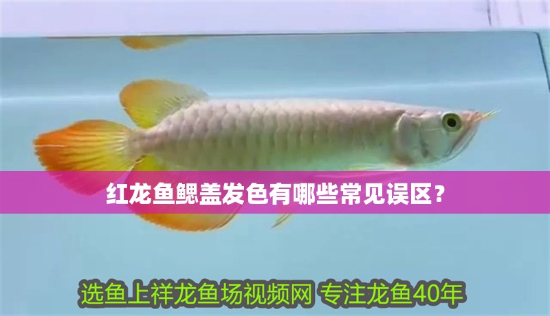 紅龍魚鰓蓋發色有哪些常見誤區？