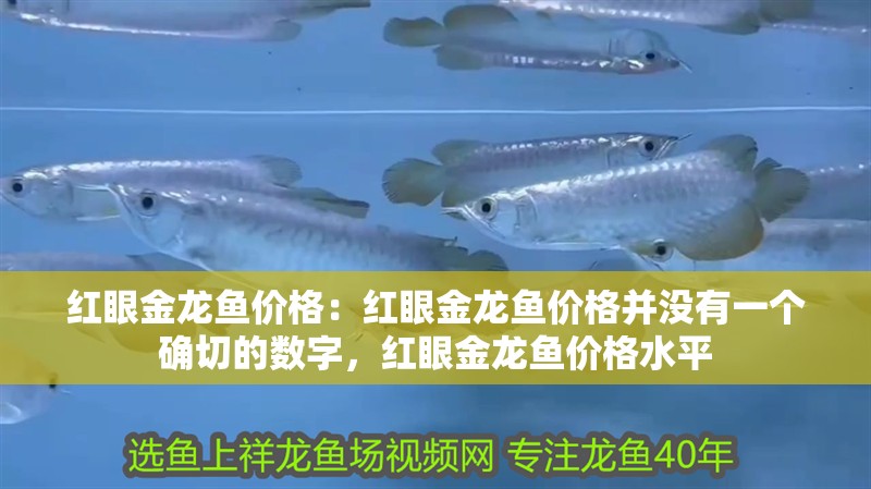 紅眼金龍魚價格：紅眼金龍魚價格并沒有一個確切的數字，紅眼金龍魚價格水平 紅眼金龍魚價格：紅眼金龍魚價格并沒有一個確切的數字，紅眼金龍魚價格水平 龍魚百科