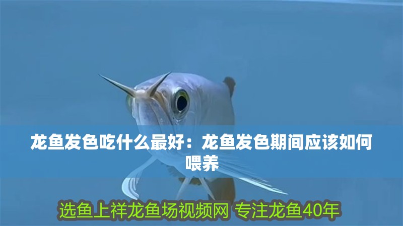 龍魚發色吃什么最好：龍魚發色期間應該如何喂養