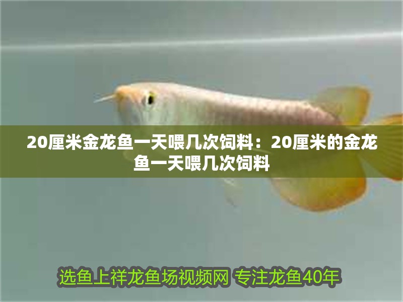 20厘米金龍魚一天喂幾次飼料：20厘米的金龍魚一天喂幾次飼料