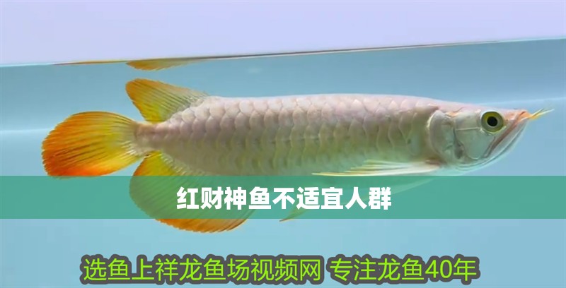 紅財(cái)神魚不適宜人群