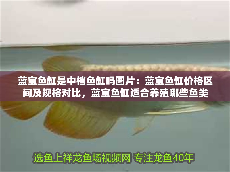 我的虎魚真菌感染了要怎么處理 藍(lán)寶魚缸是中檔魚缸嗎圖片:藍(lán)寶魚缸價格區(qū)間及規(guī)格對比,藍(lán)寶魚缸適合養(yǎng)殖哪些魚類 魚缸百科 藍(lán)寶魚缸是中檔魚缸嗎圖片:藍(lán)寶魚缸價格區(qū)間及規(guī)格對比,藍(lán)寶魚缸適合養(yǎng)殖哪些魚類 藍(lán)寶魚缸是中檔魚缸嗎圖片:藍(lán)寶魚缸價格區(qū)間及規(guī)格對比,藍(lán)寶魚缸適合養(yǎng)殖哪些魚類 魚缸百科