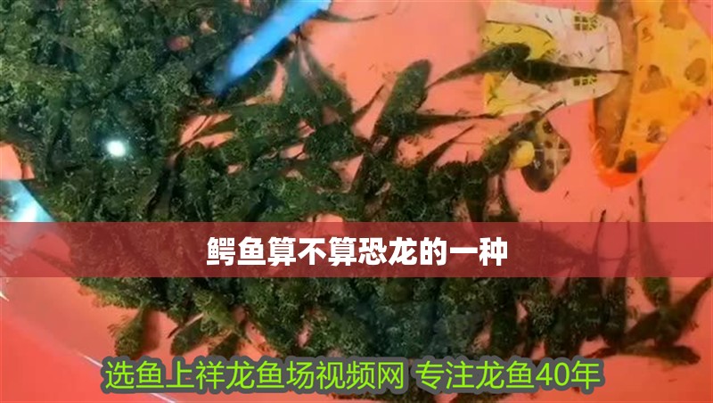 鱷魚算不算恐龍的一種 鱷魚算不算恐龍的一種 龍魚論壇