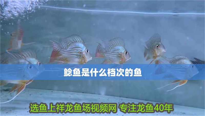 鯰魚是什么檔次的魚