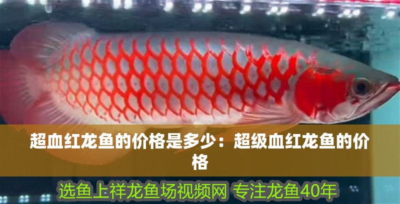 超血紅龍魚的價格是多少：超級血紅龍魚的價格